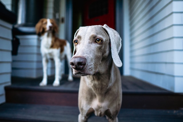 dog on the porch